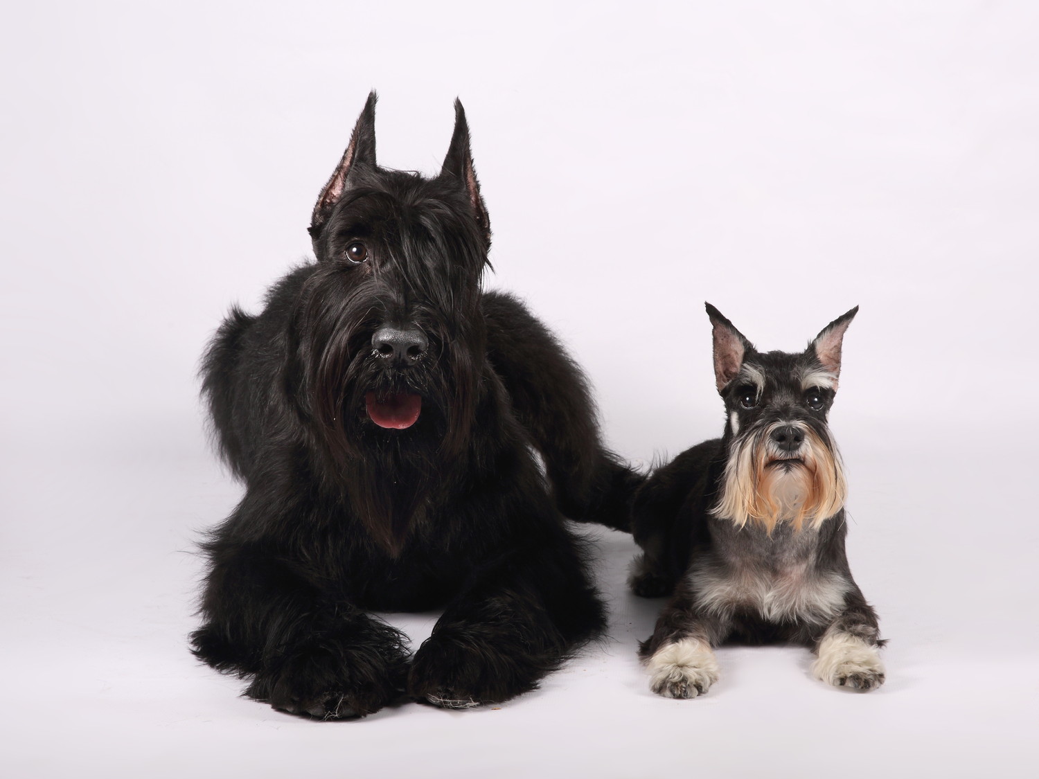 並んで伏せるジャイアント＆ミニチュア・シュナウザー