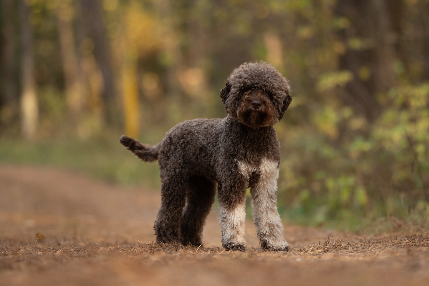 正面を見つめて立つラゴット・ロマニョーロ