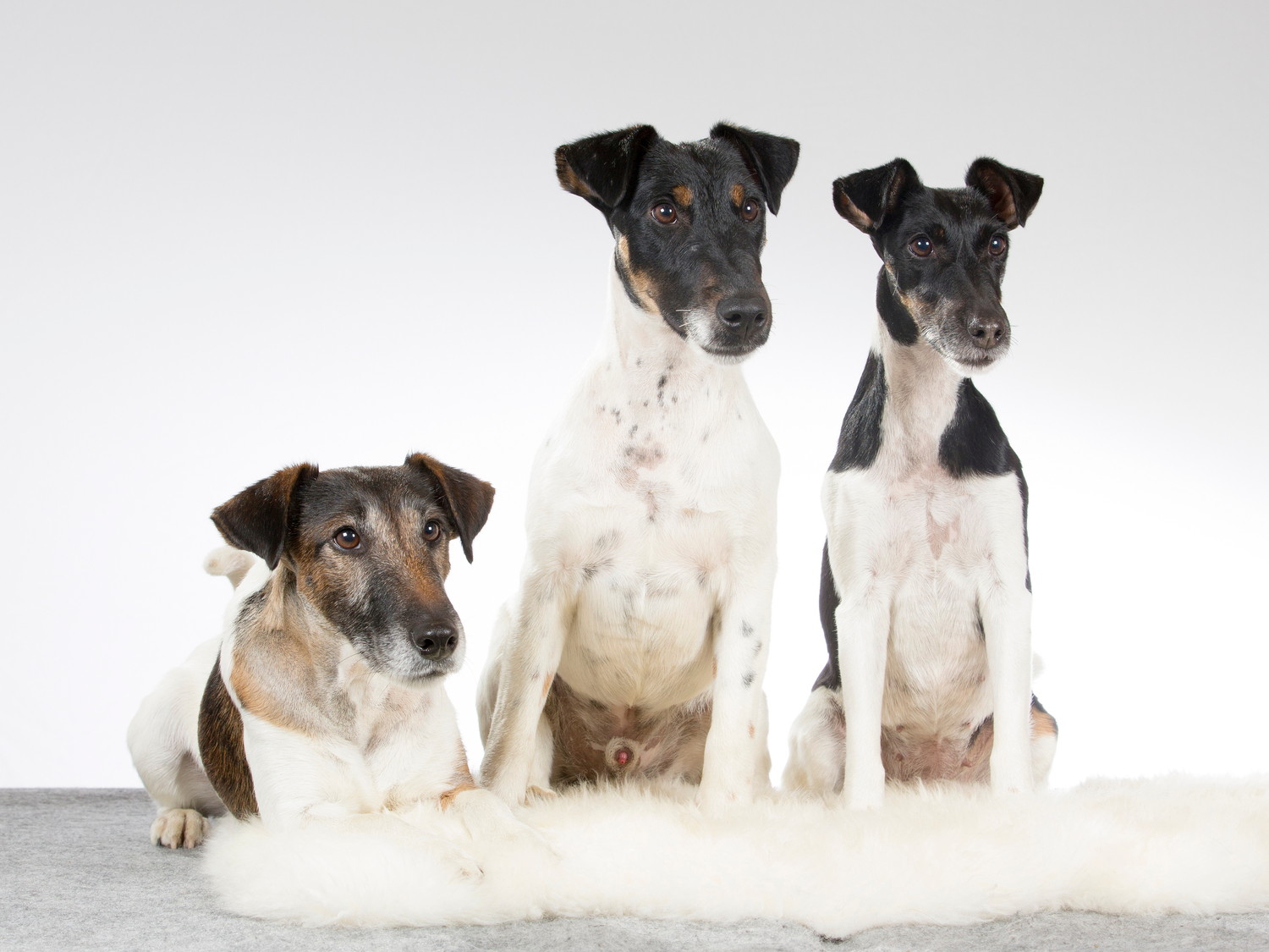 日本テリアに似ている3頭のスムース・フォックス・テリア