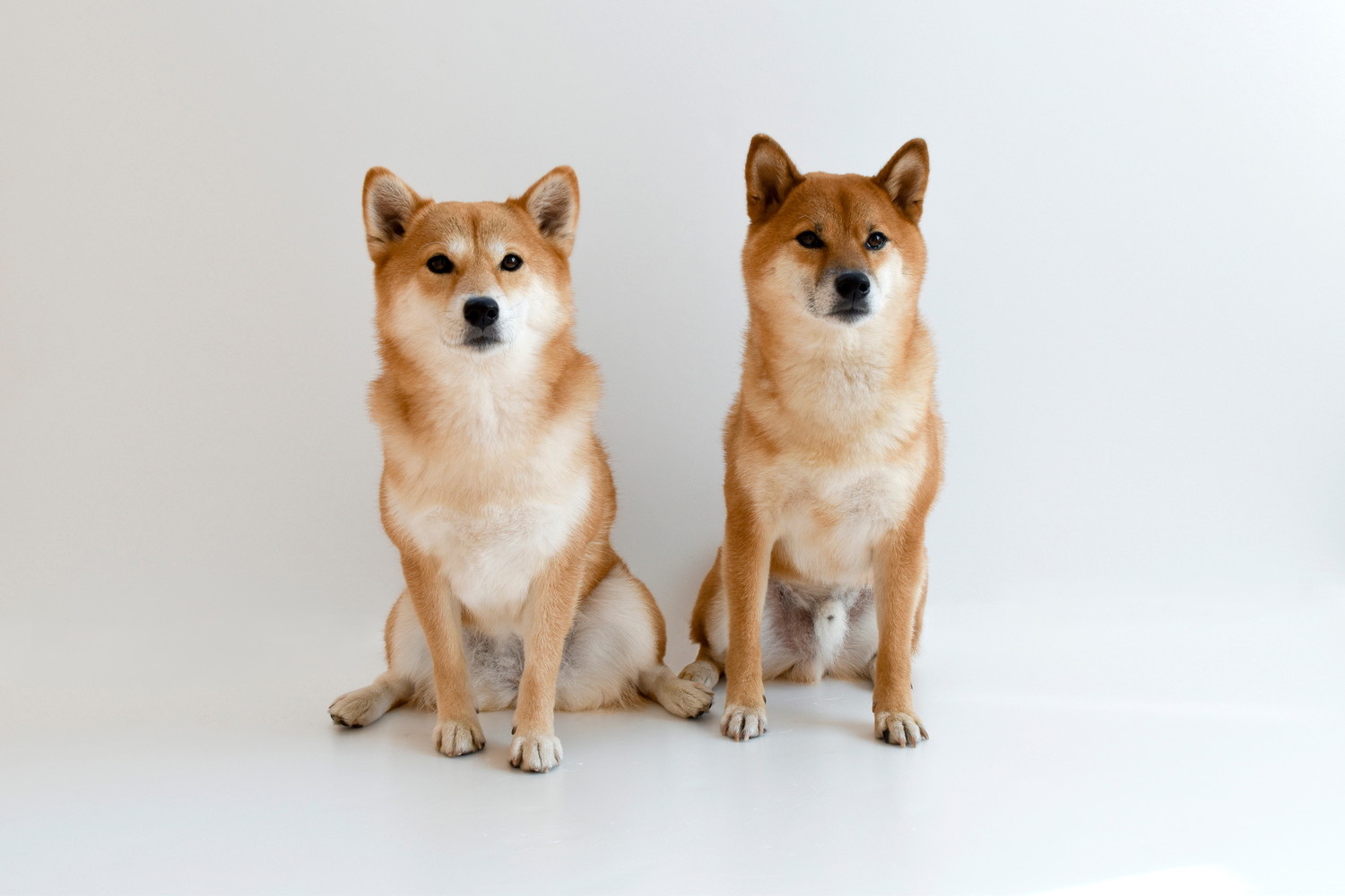 並んで座る2頭の柴犬