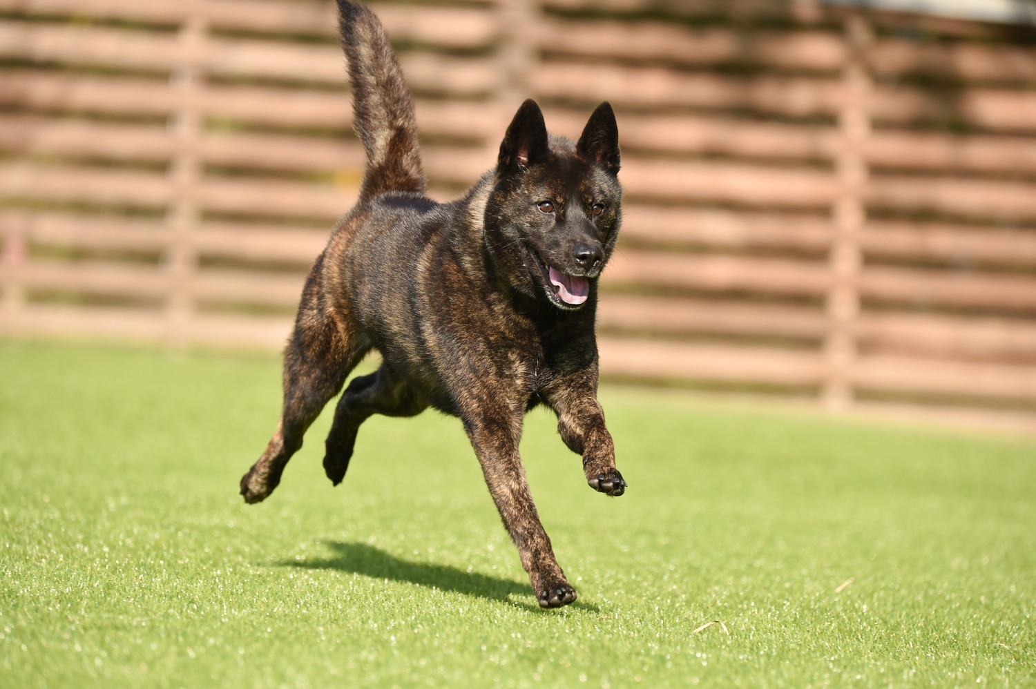 琉球犬に似ている甲斐犬が芝生の上を走っている光景