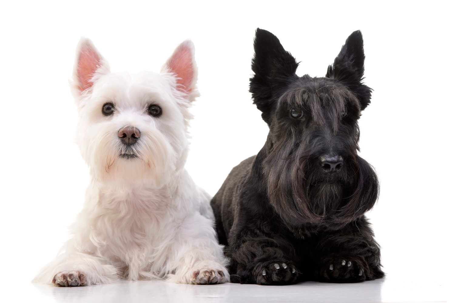 並んで伏せるウエスティとスコティッシュ・テリア