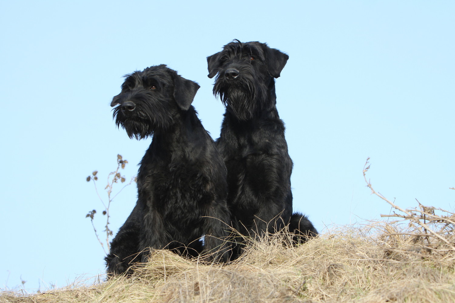 並んで座る2頭のジャイアント・シュナウザー