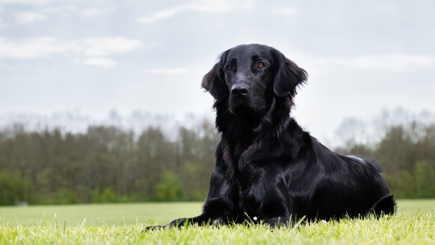 芝生の上に伏せるフラットコーテッド・レトリーバー