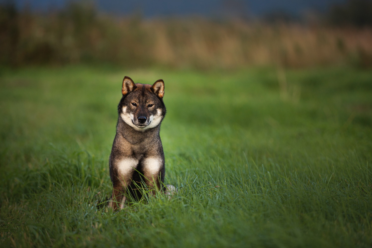 原っぱに座って正面を見つめる四国犬