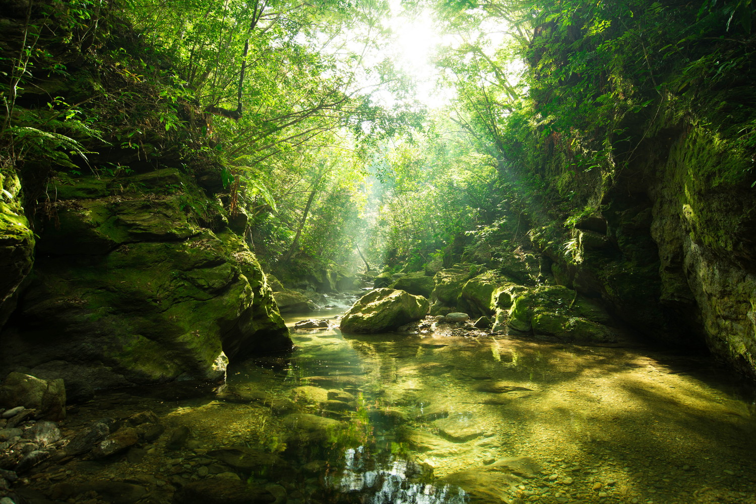 沖縄県の山原と清流の光景