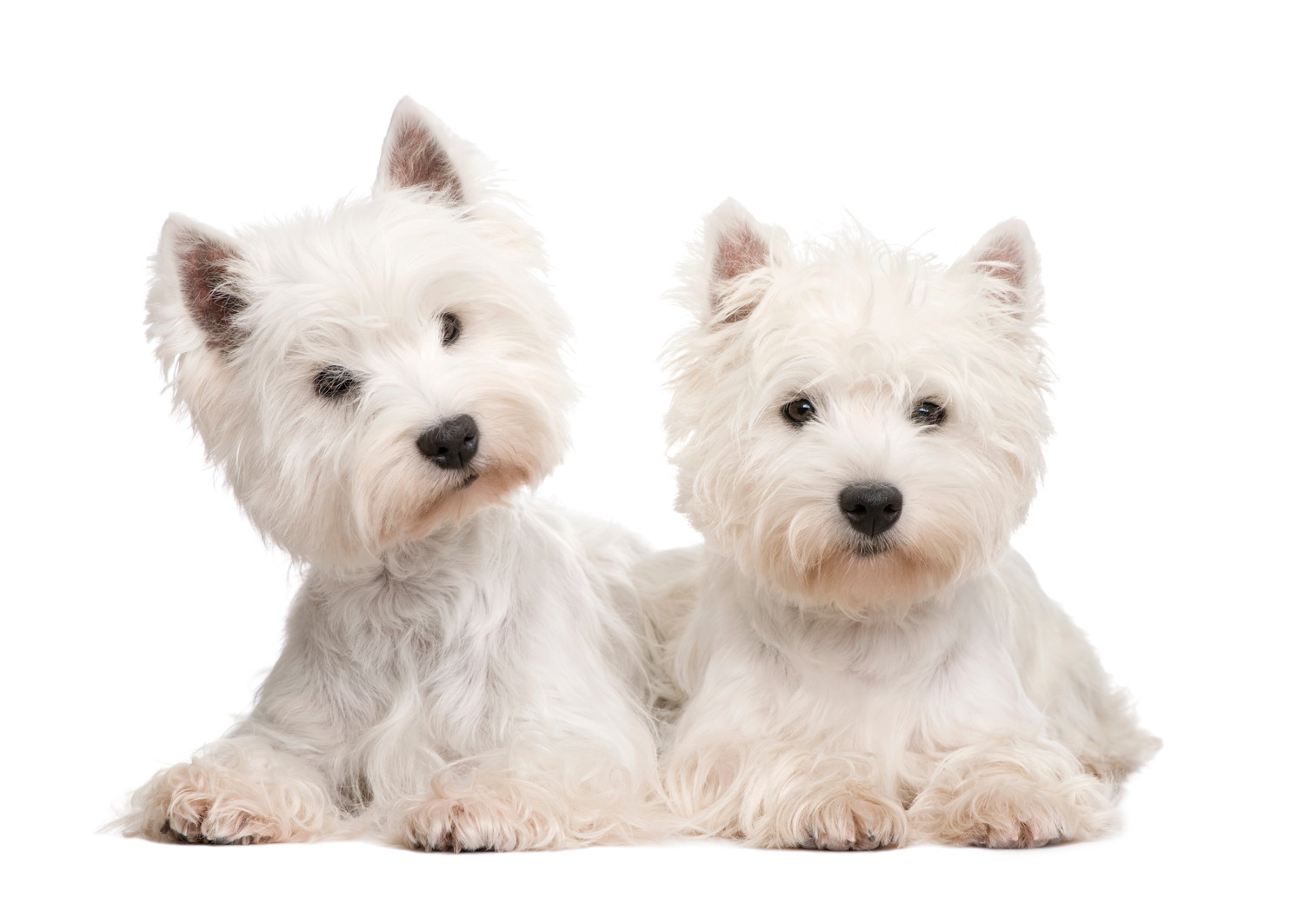 並んで伏せる2頭のウエスト・ハイランド・ホワイト・テリア