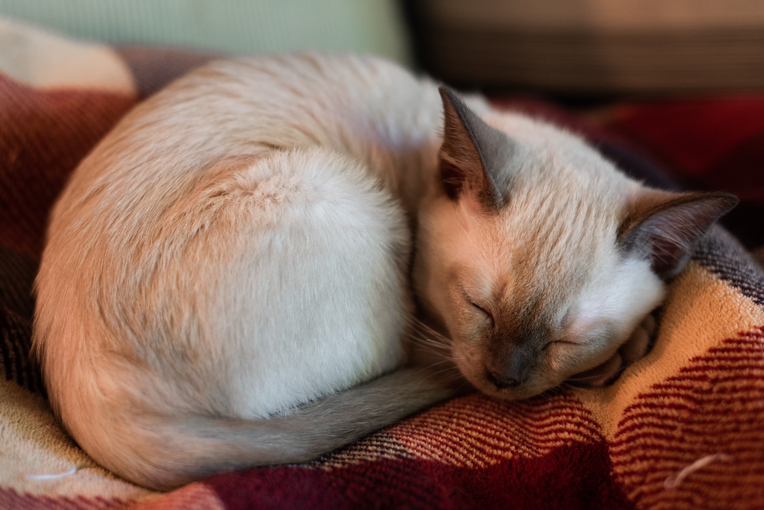 ブランケットの上で丸まって眠るトンキニーズの子猫