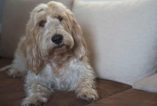 室内にいるグランドバセットグリフォンバンデーン