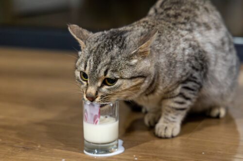 水分補給をする猫