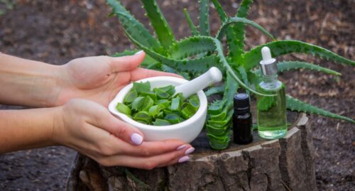 すり鉢に入ったアロエ