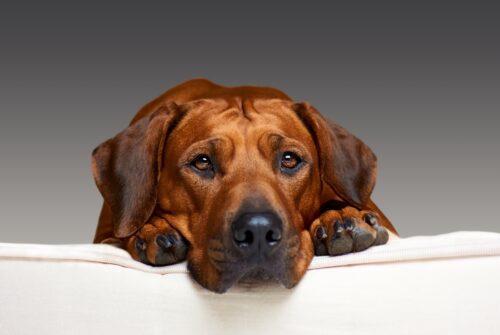 ローデシアン・リッジバック