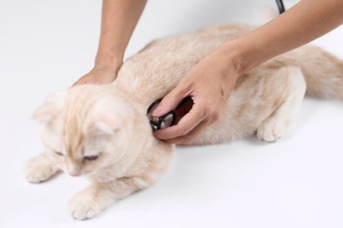 猫に聴診器をあてる獣医師