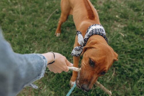 おもちゃを咥えるローデシアン・リッジバック