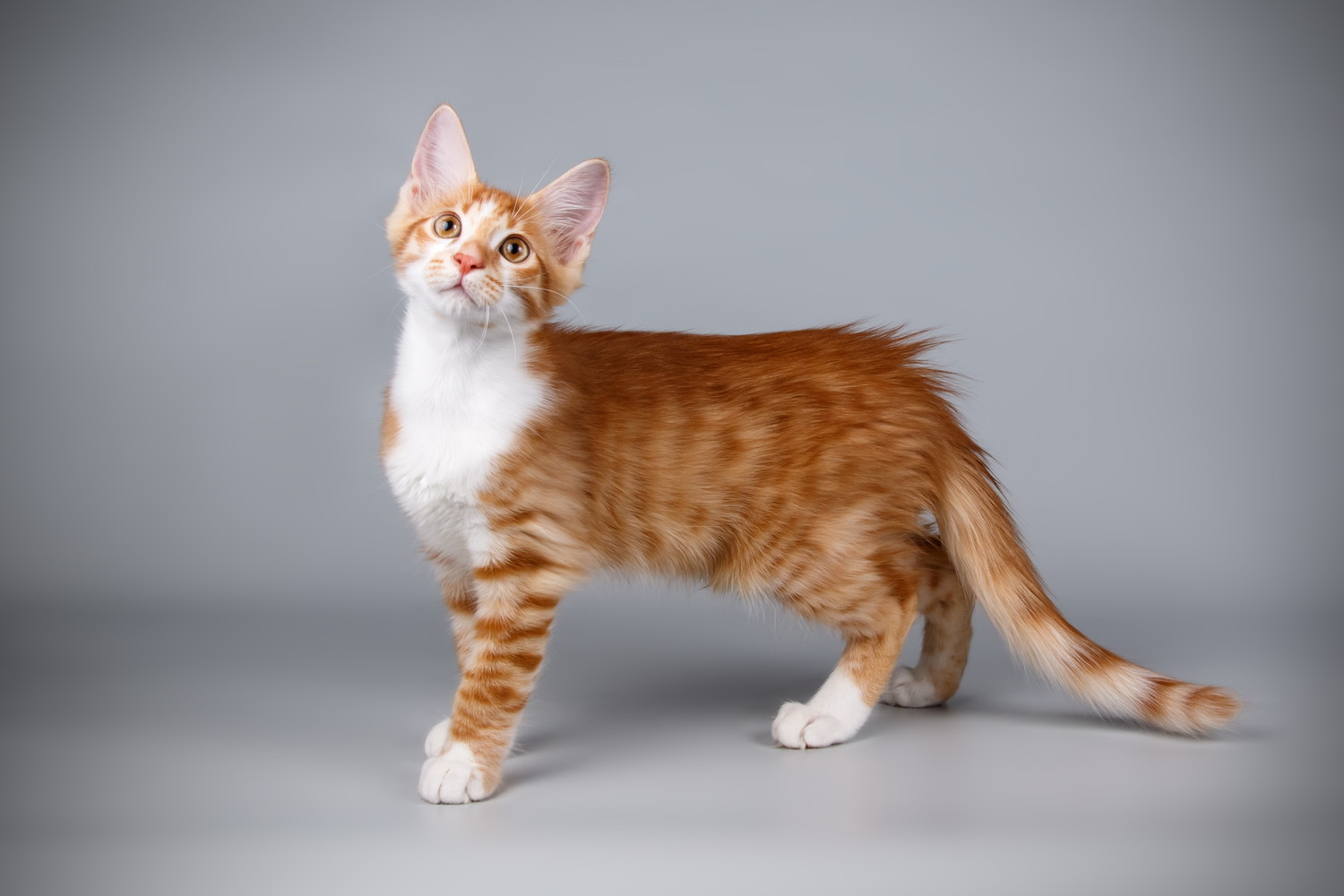 前方を見つめて立つキプロスアフロディーテの子猫