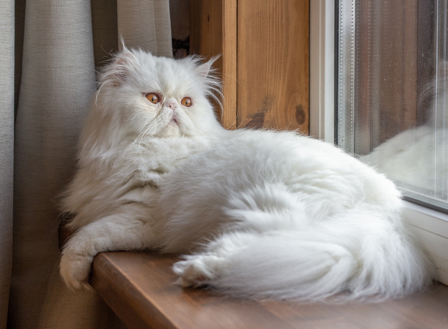 窓辺でくつろぐエキゾチックロングヘアー