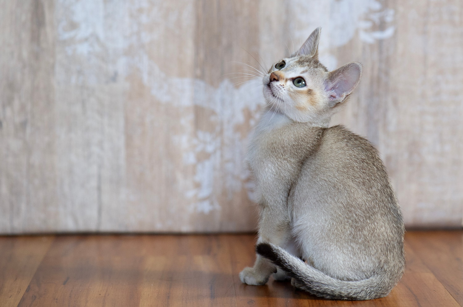座ってどこかを見つめるシンガプーラの子猫