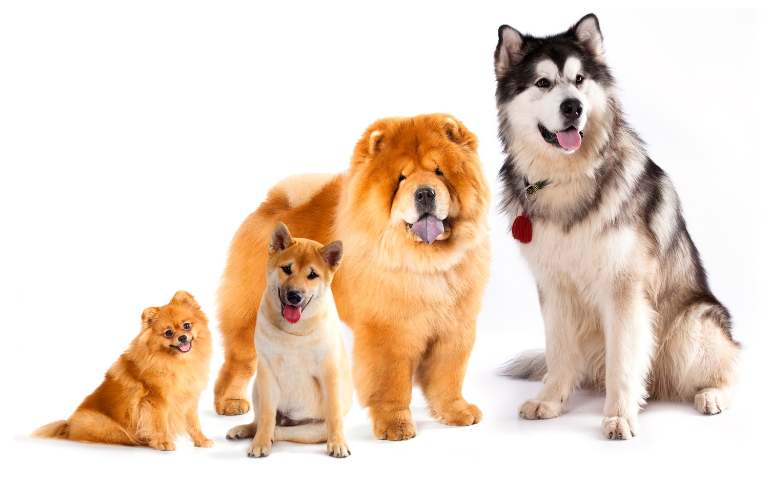 原始的な犬・スピッツグループの犬種が並んでいる光景