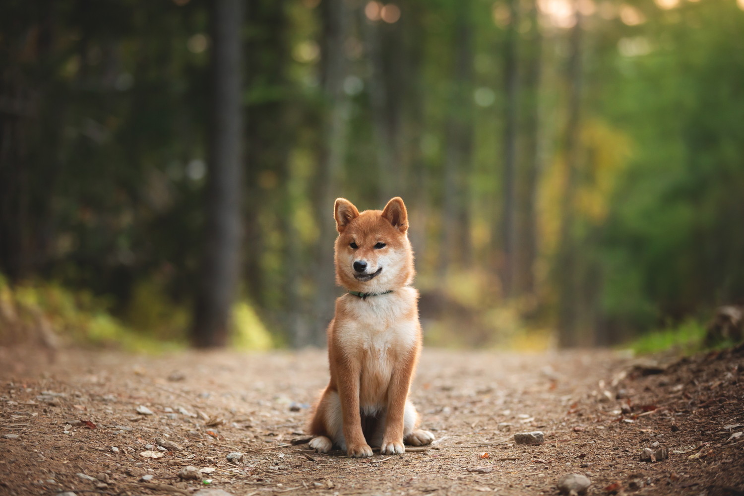 山道に座っている小柄な柴犬
