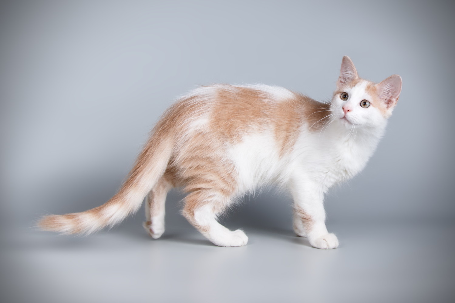 後ろを振り返るキプロスアフロディーテの子猫