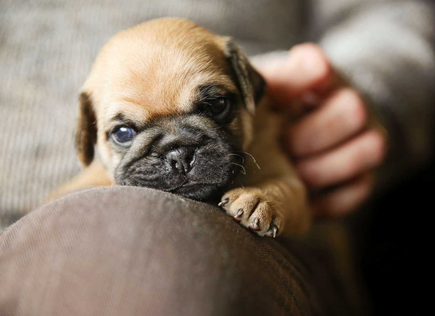 飼い主の膝の上で甘えているチワパグの子犬