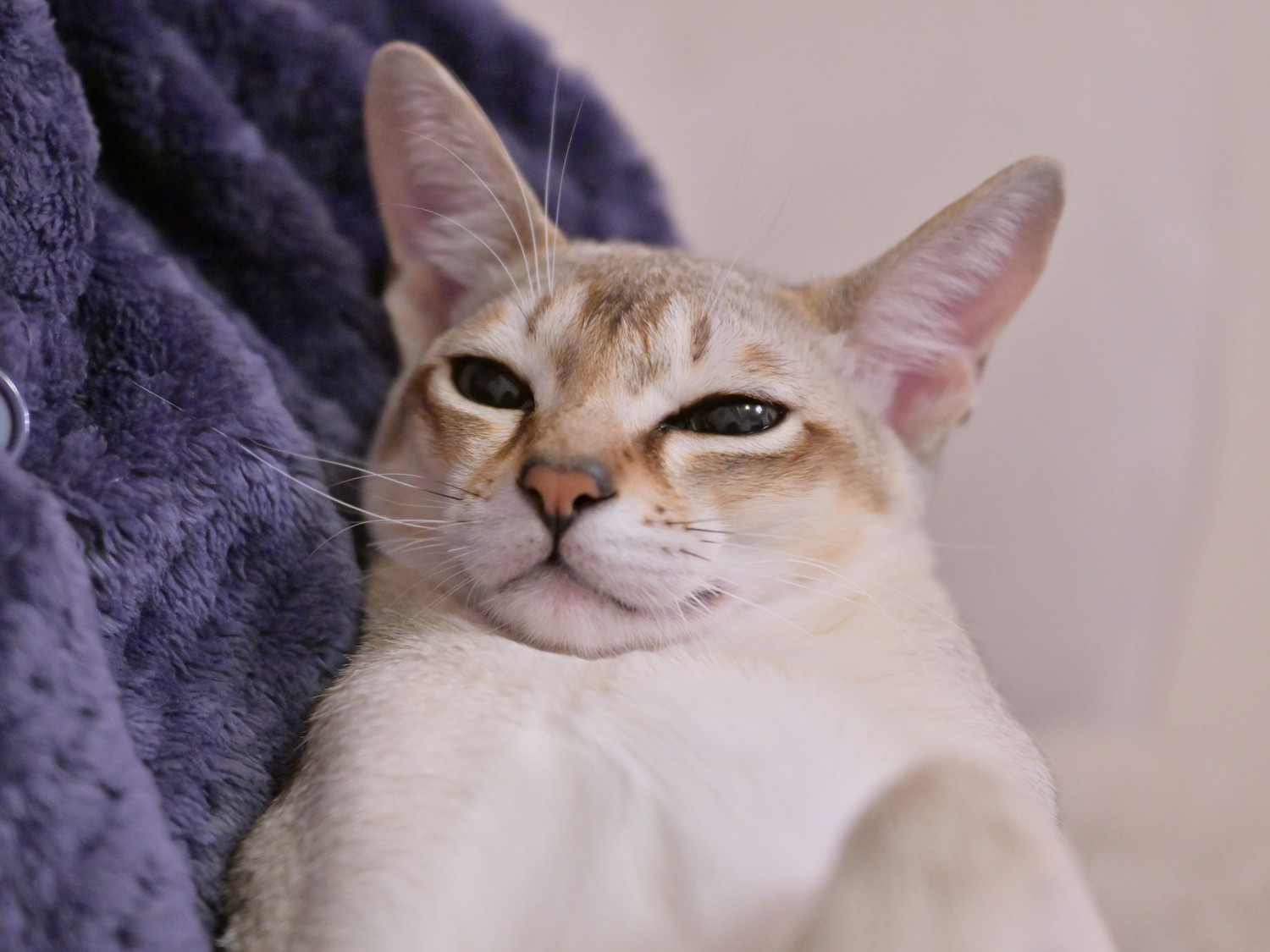 飼い主に抱っこされてリラックスしているシンガプーラ