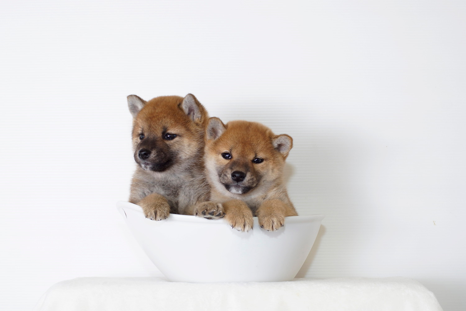白い容器に収まっている2頭の小豆柴の子犬