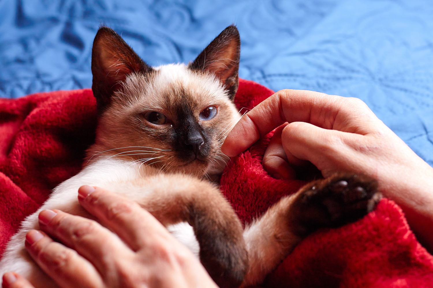 横になって人になでられているメコンボブテイルの子猫