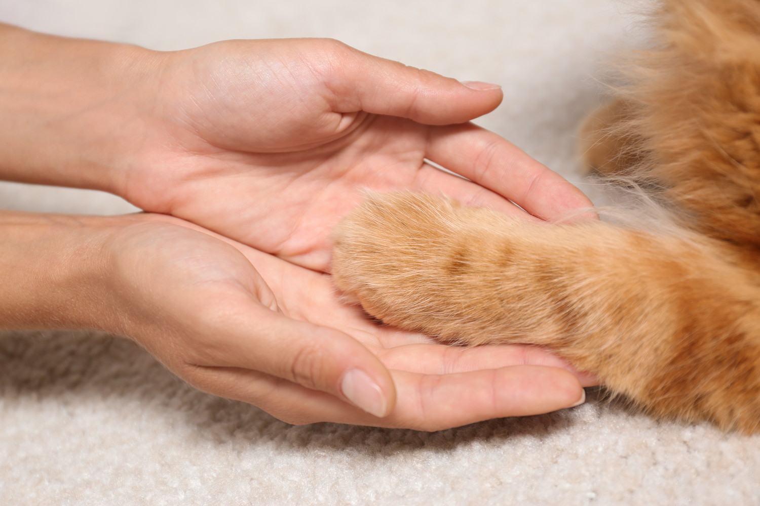 猫の前足を優しく持つ飼い主の手