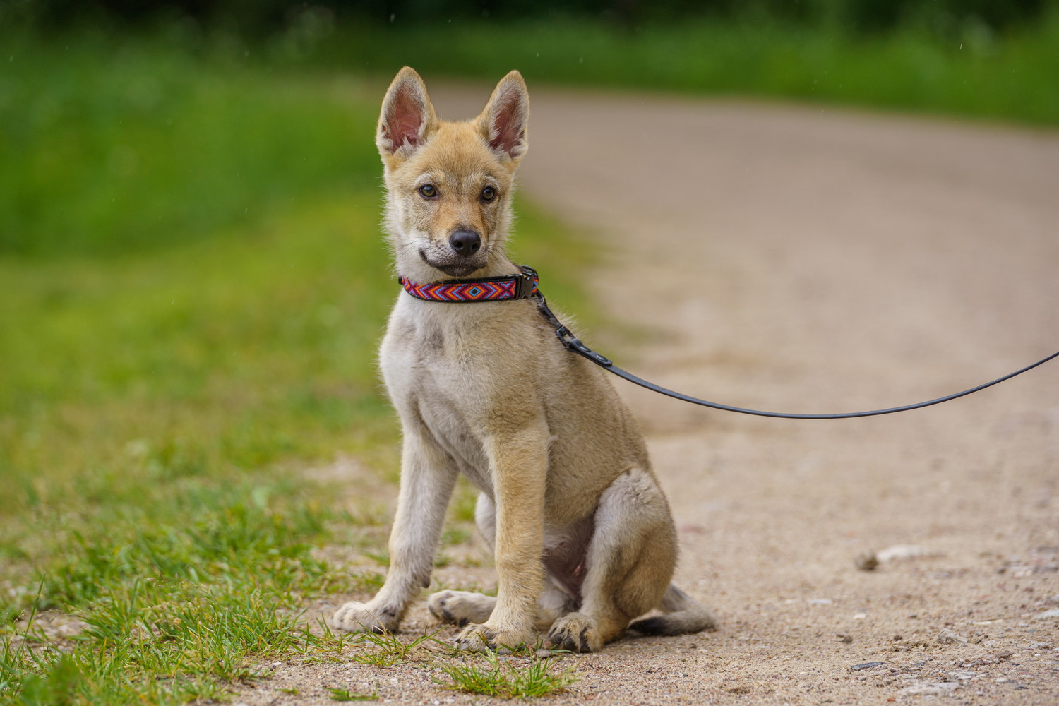散歩中に座っているチェコスロバキアン・ウルフドッグの子犬