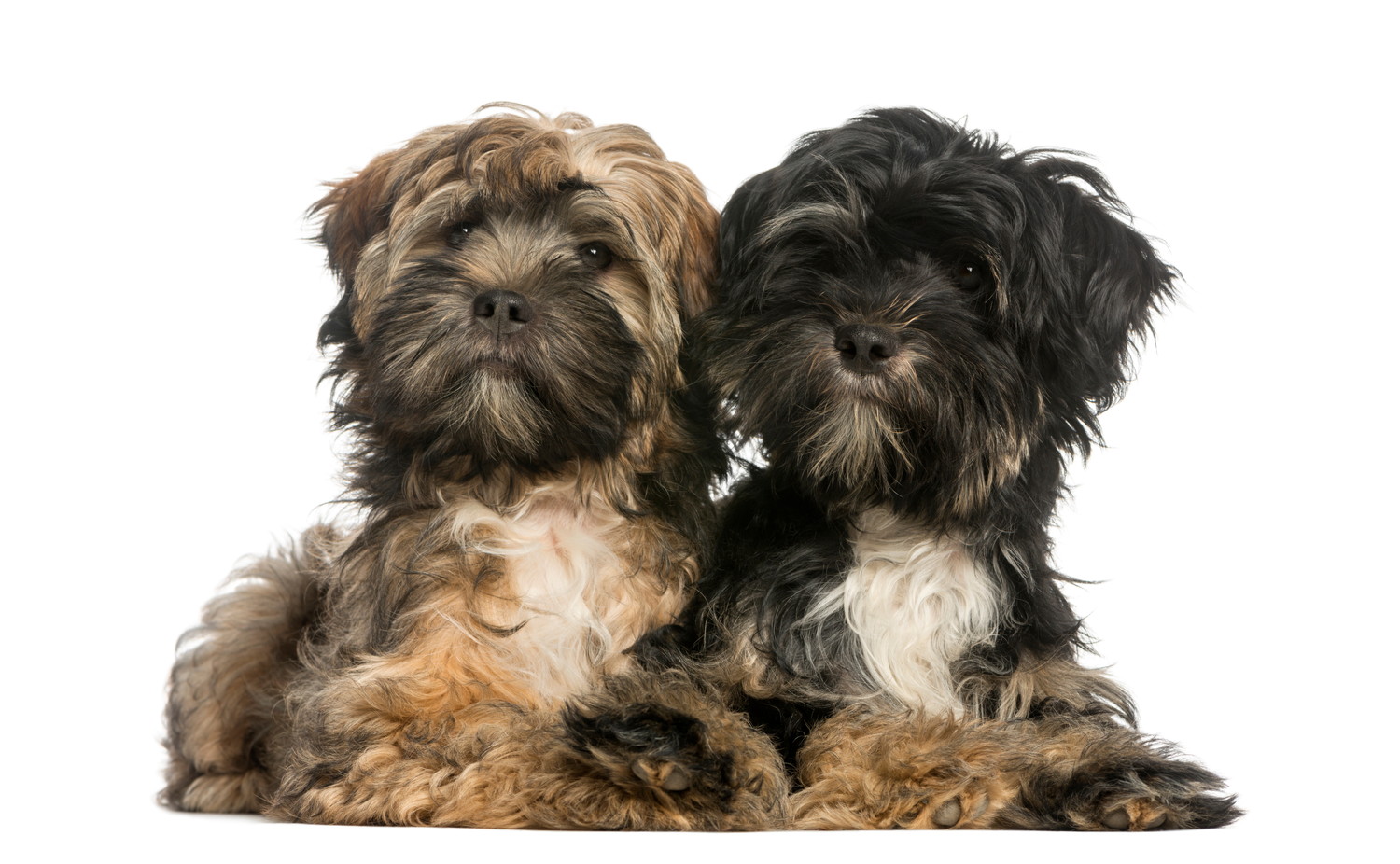 並んで伏せている2頭のチベタン・テリアの子犬