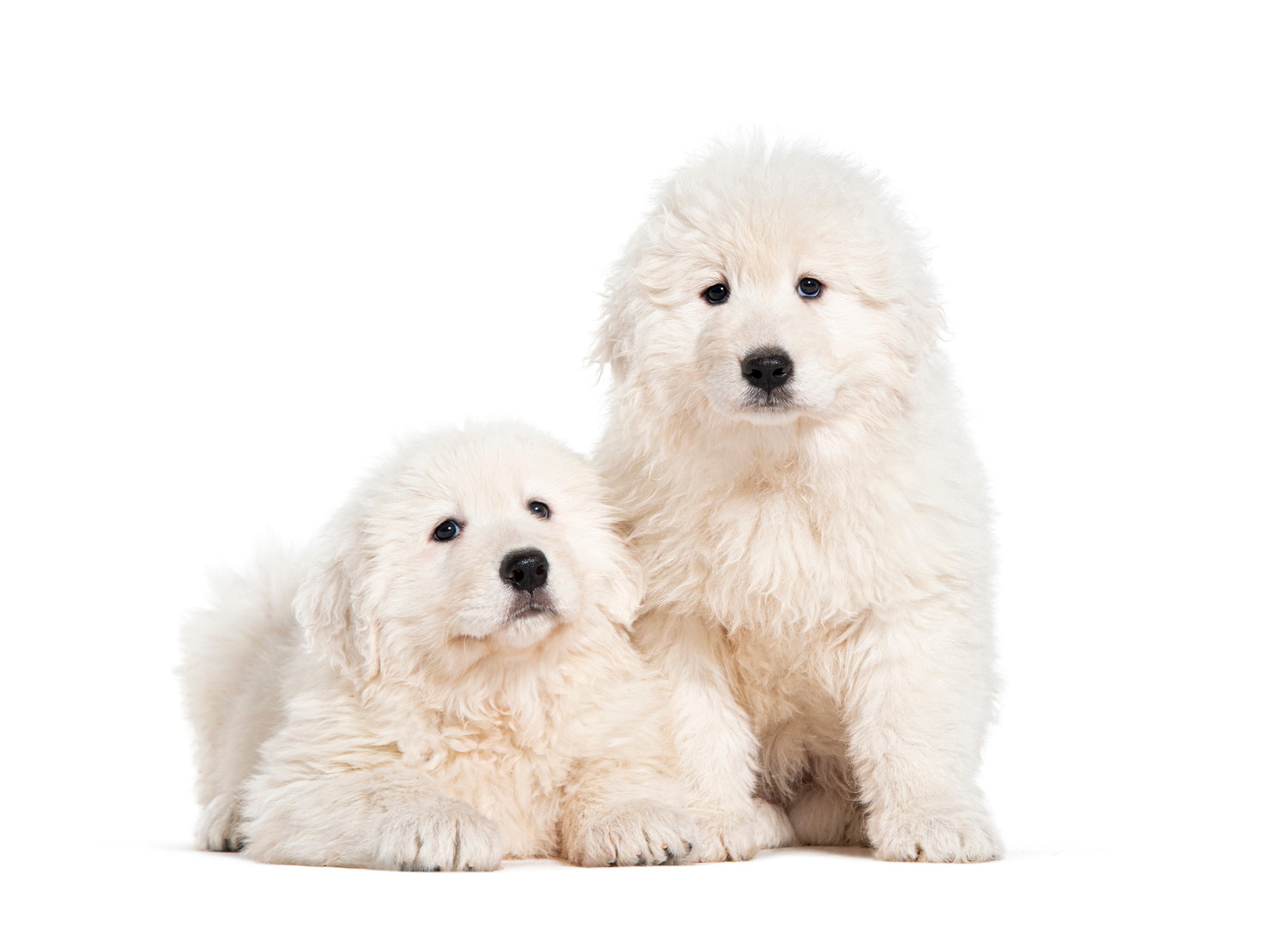 生後2ヶ月の2頭のマレンマ・シープドッグの子犬
