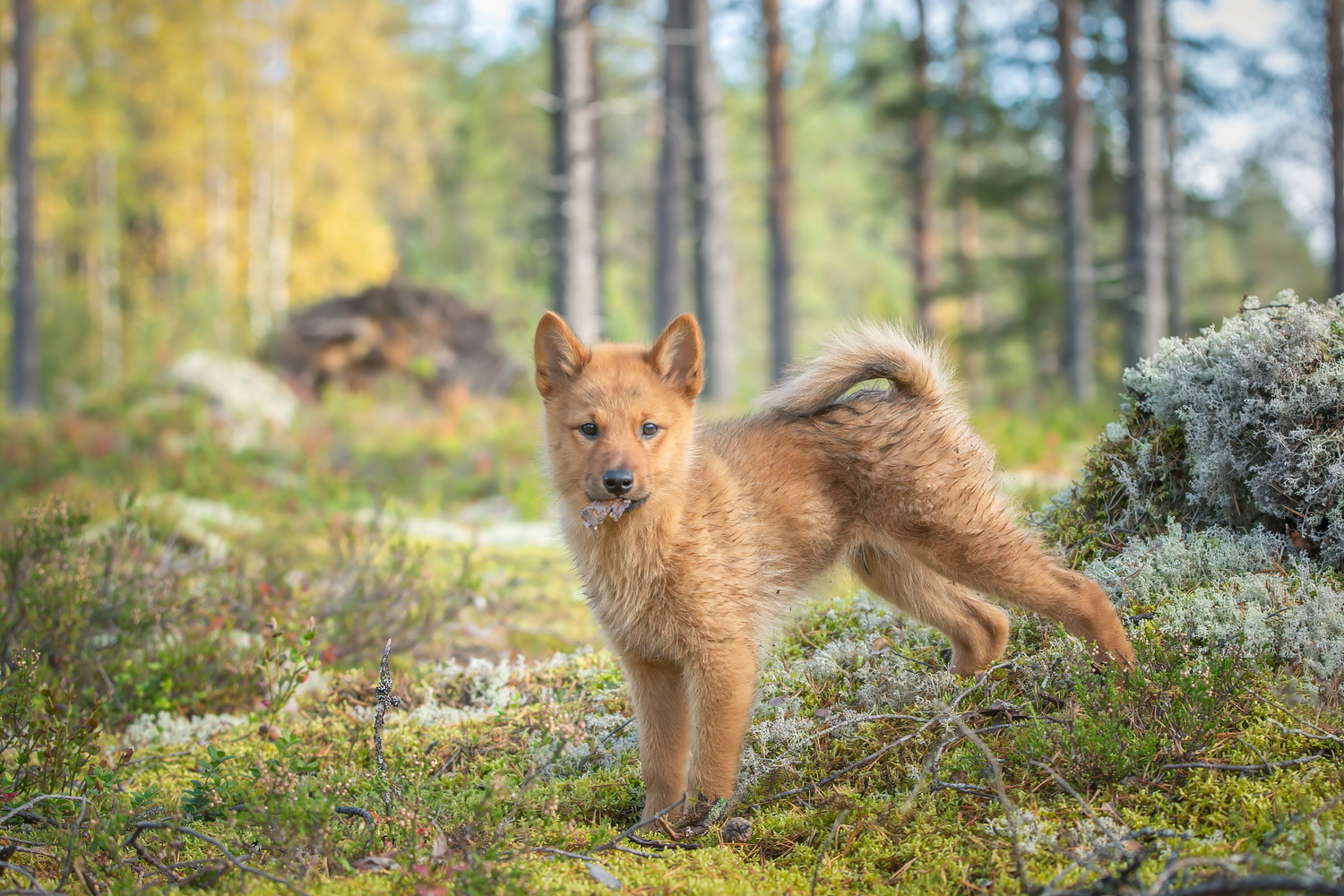 山の中でカメラ目線で立つフィニッシュ・スピッツの子犬