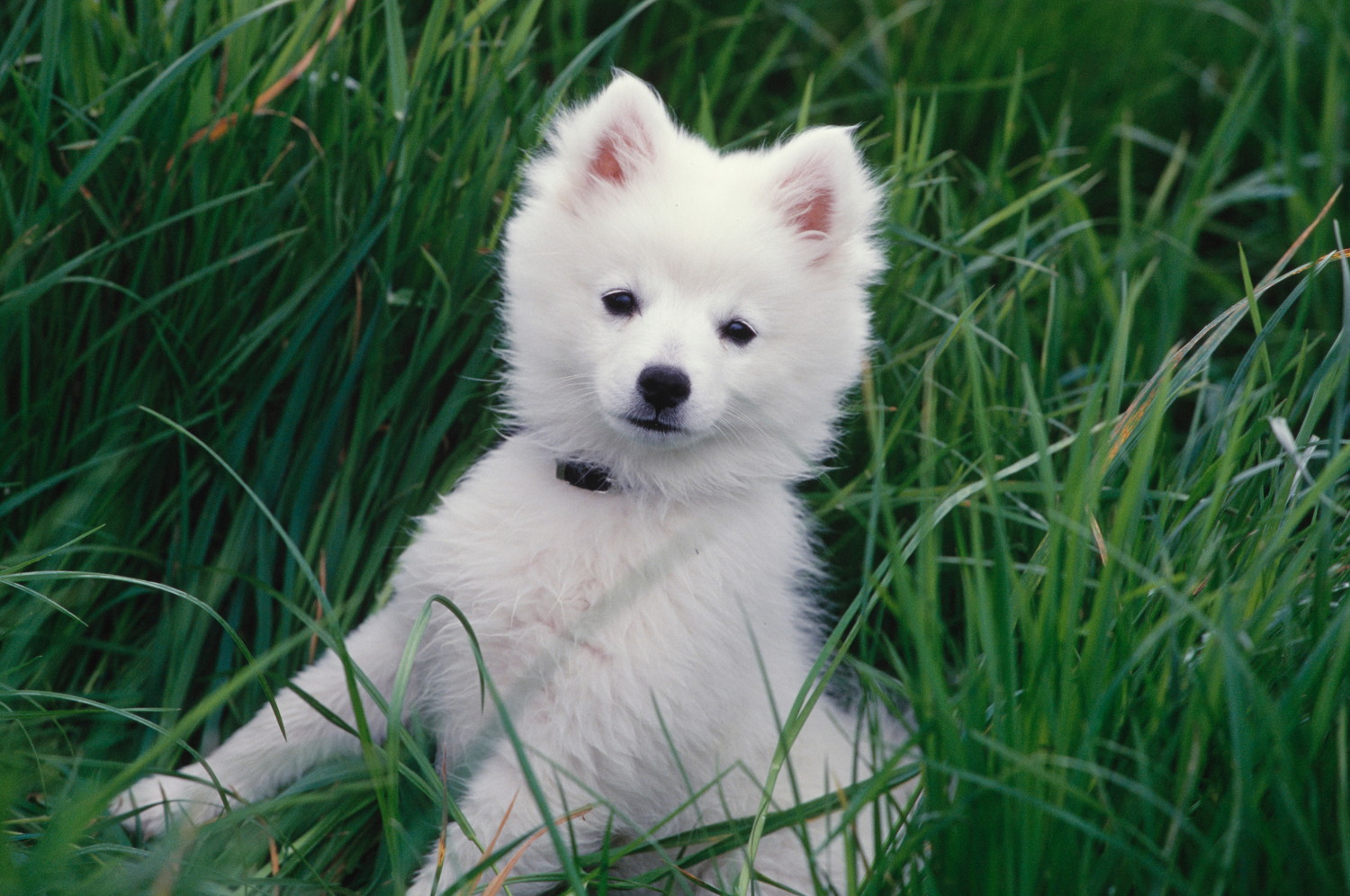 原っぱに座るアメリカン・エスキモー・ドッグの子犬