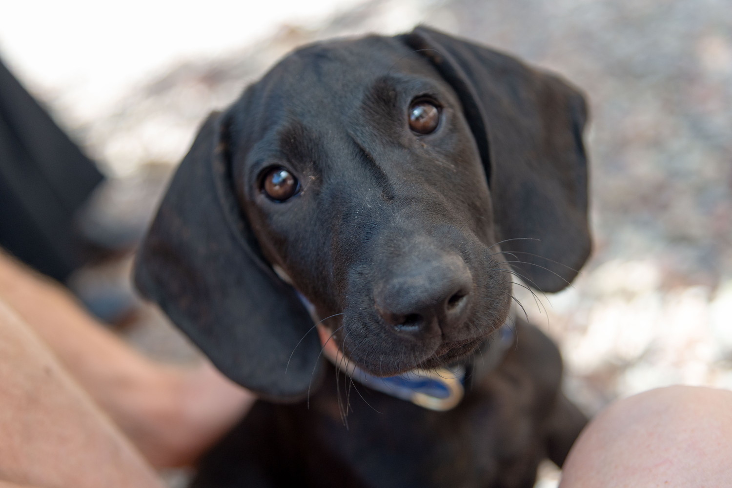 上を見上げるプロット・ハウンドの子犬のアップ