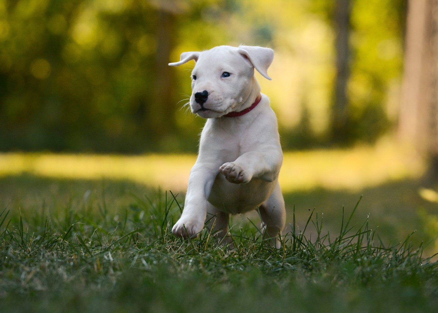 芝生の上ではしゃぐドゴ・アルヘンティーノの子犬