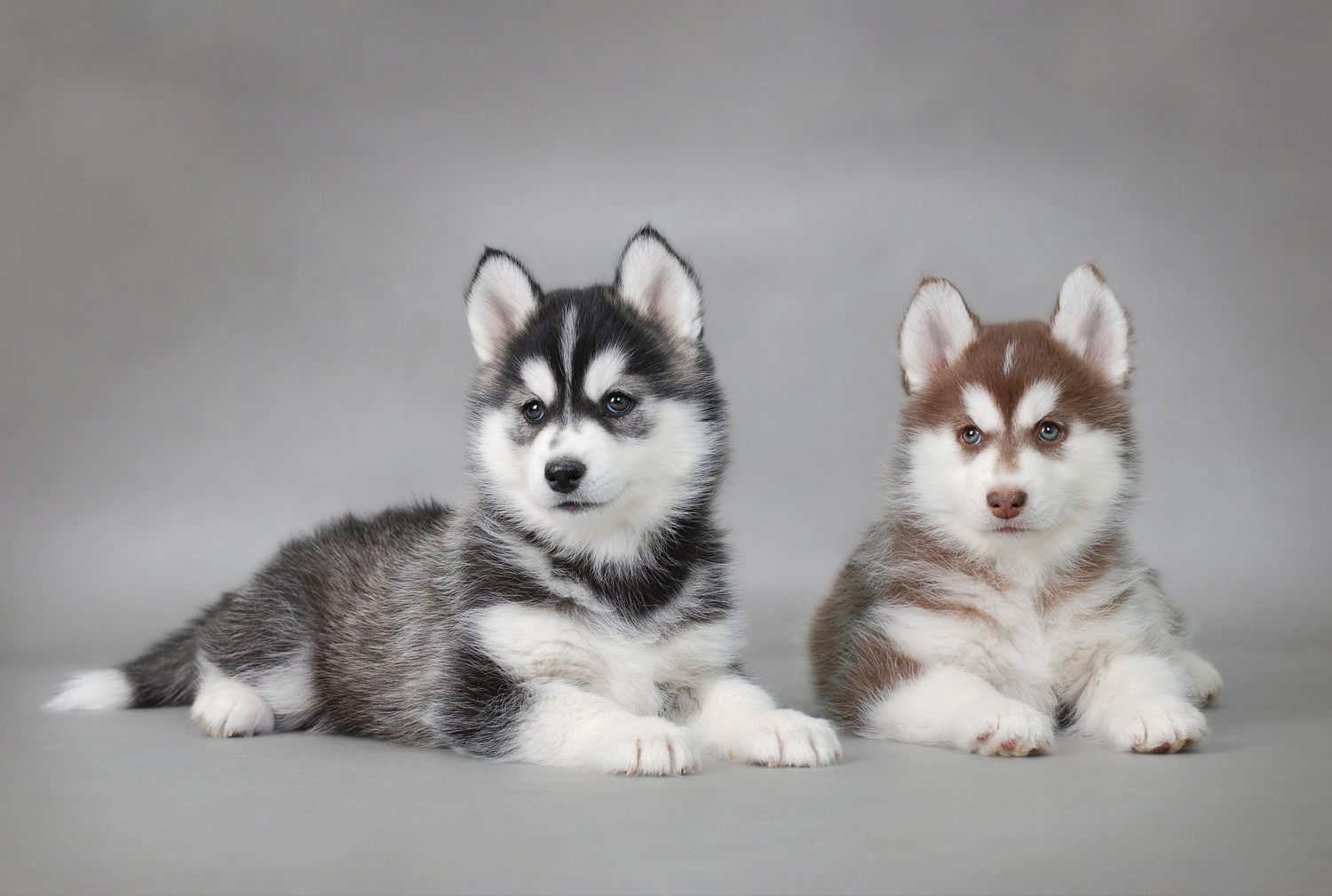 並んで伏せている2頭のシベリアン・ハスキーの子犬