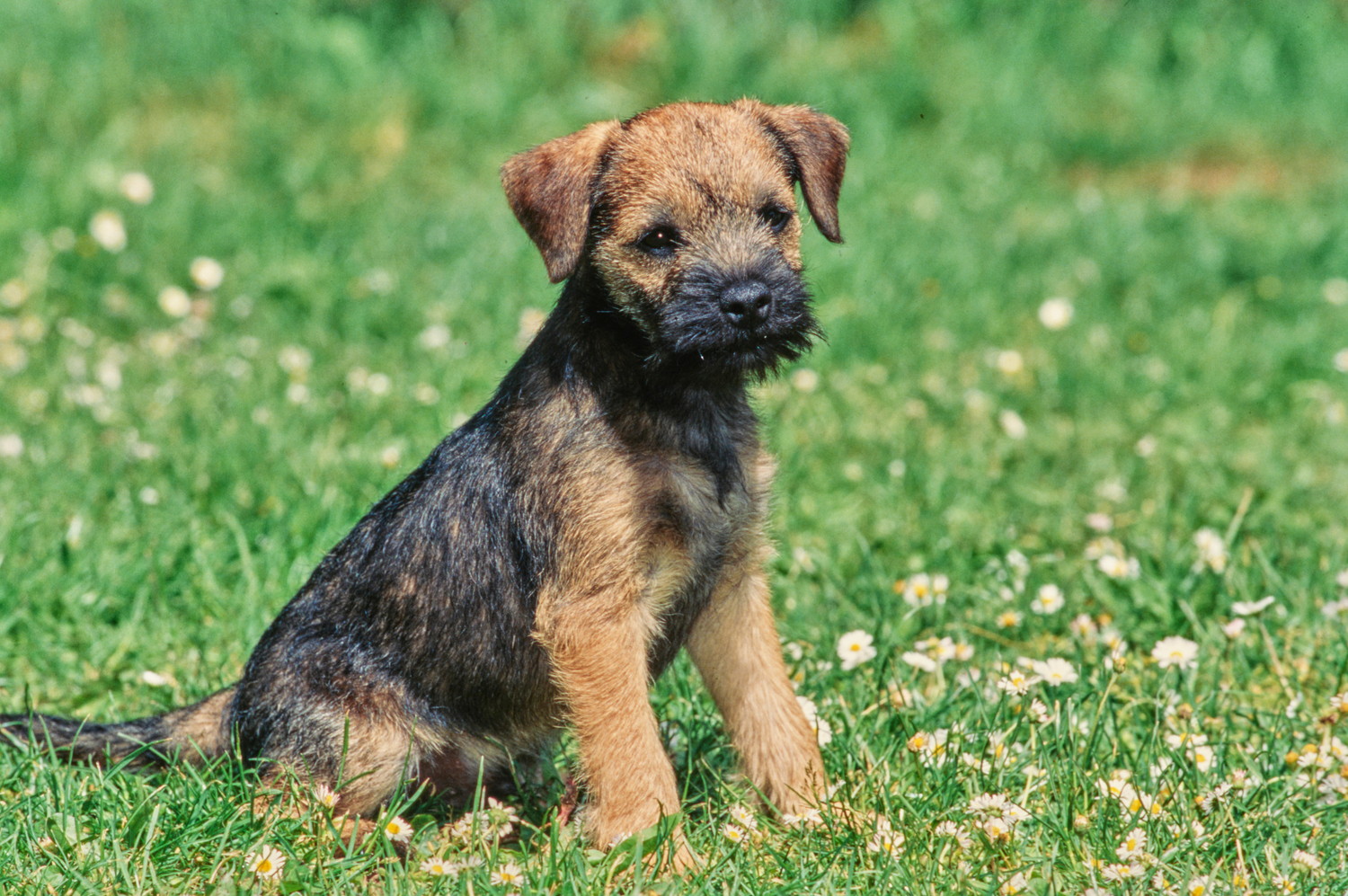 原っぱに座っているボーダー・テリアの子犬