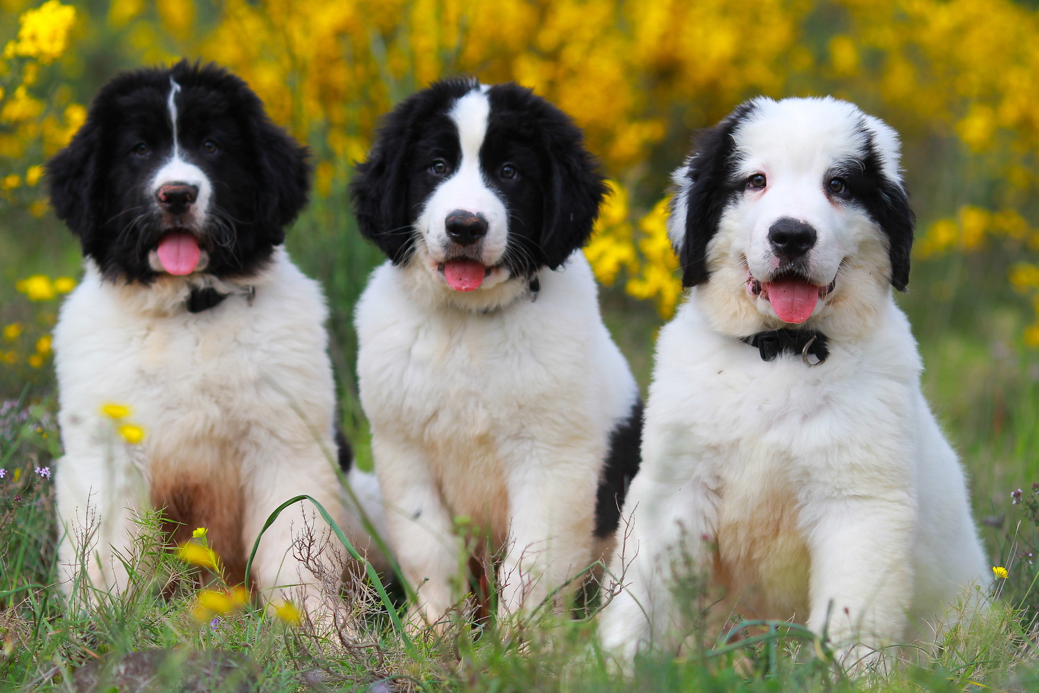 並んで座る3頭のランドシーアの子犬たち