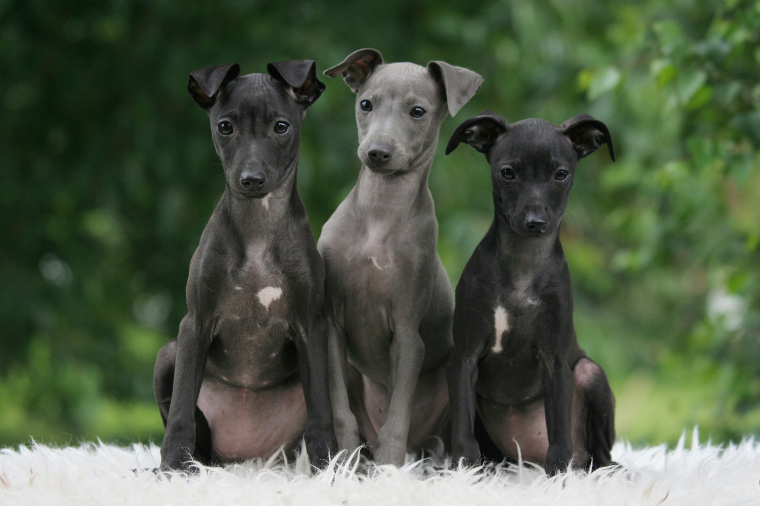 ラグの上に並んで座る3頭のイタリアン・グレーハウンドの子犬