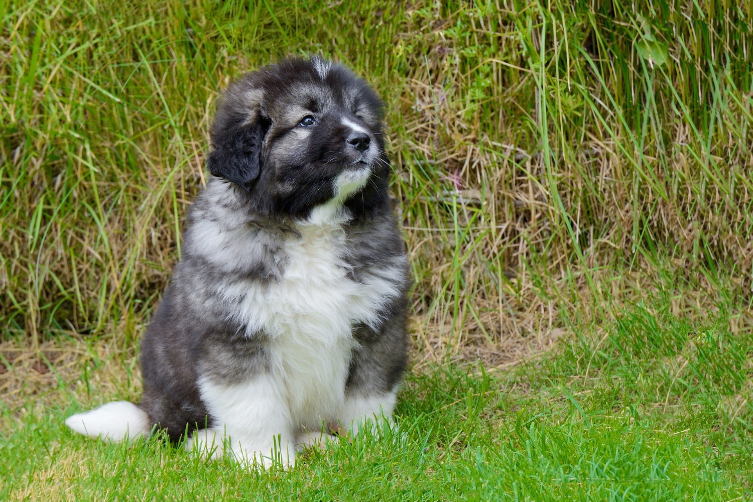 原っぱに座るコーカシアン・シェパード・ドッグの子犬