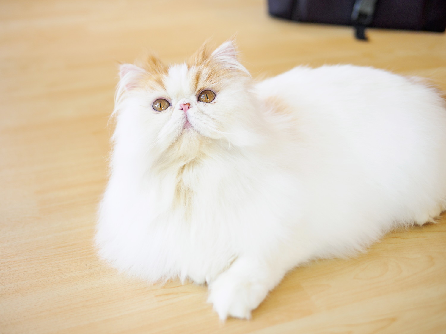 床に伏せてのんびりくつろぐエキゾチックロングヘアー