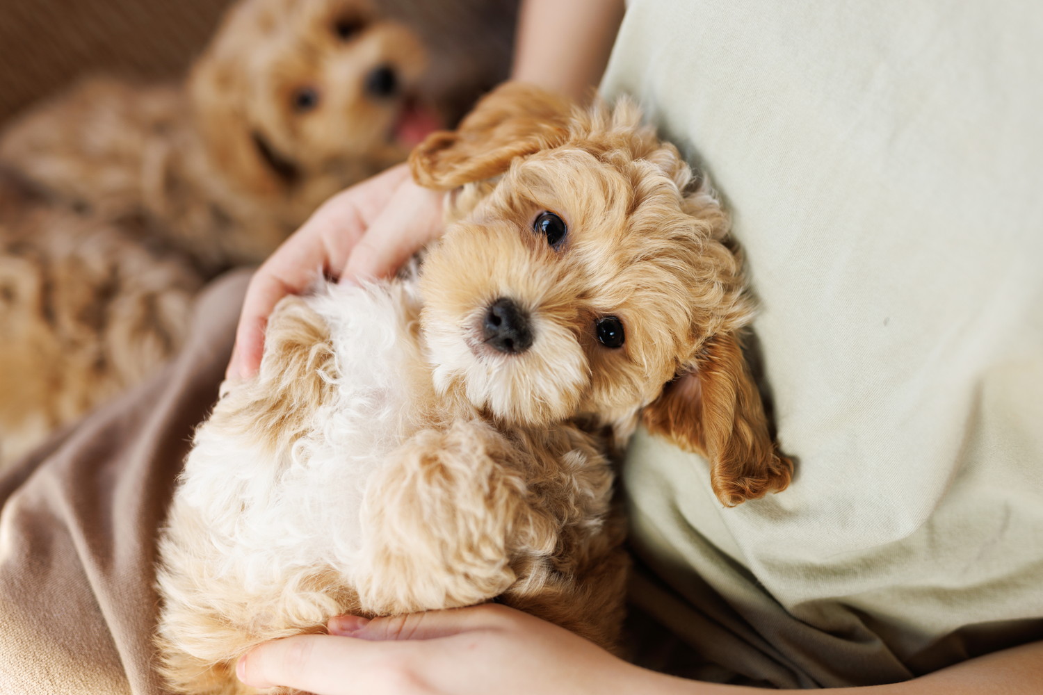 飼い主に抱っこされてくつろぐマルプーの子犬