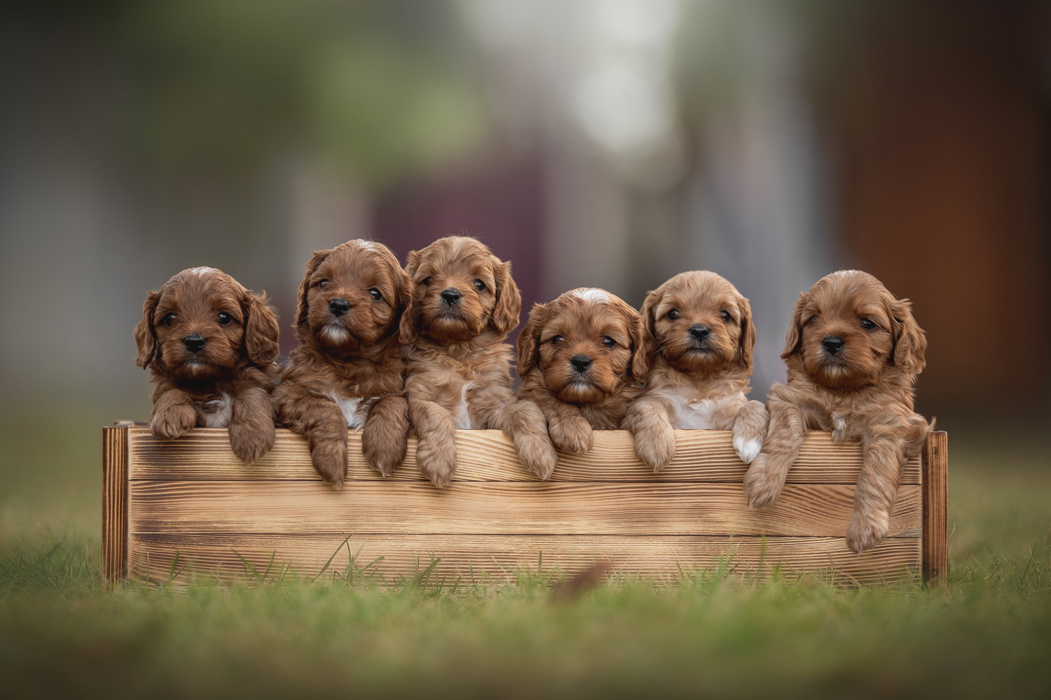 木箱に入っている6頭のキャバプーの子犬たち