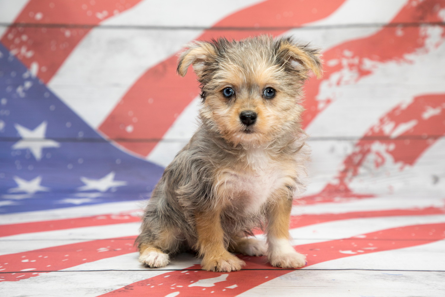 アメリカの国旗が描かれた床に座るポメマルの子犬