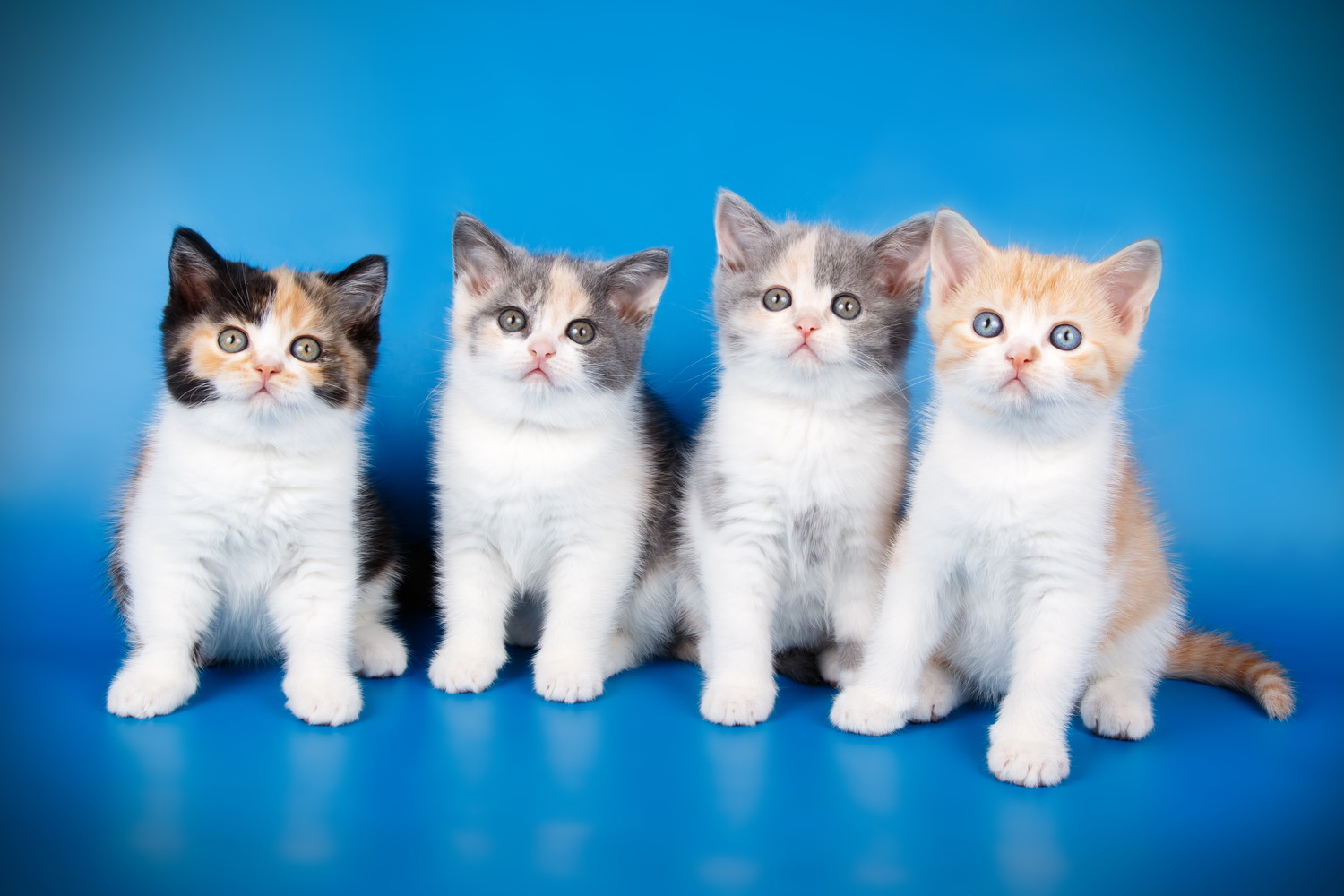 柄のパターンが異なる4頭のスコティッシュストレートの子猫