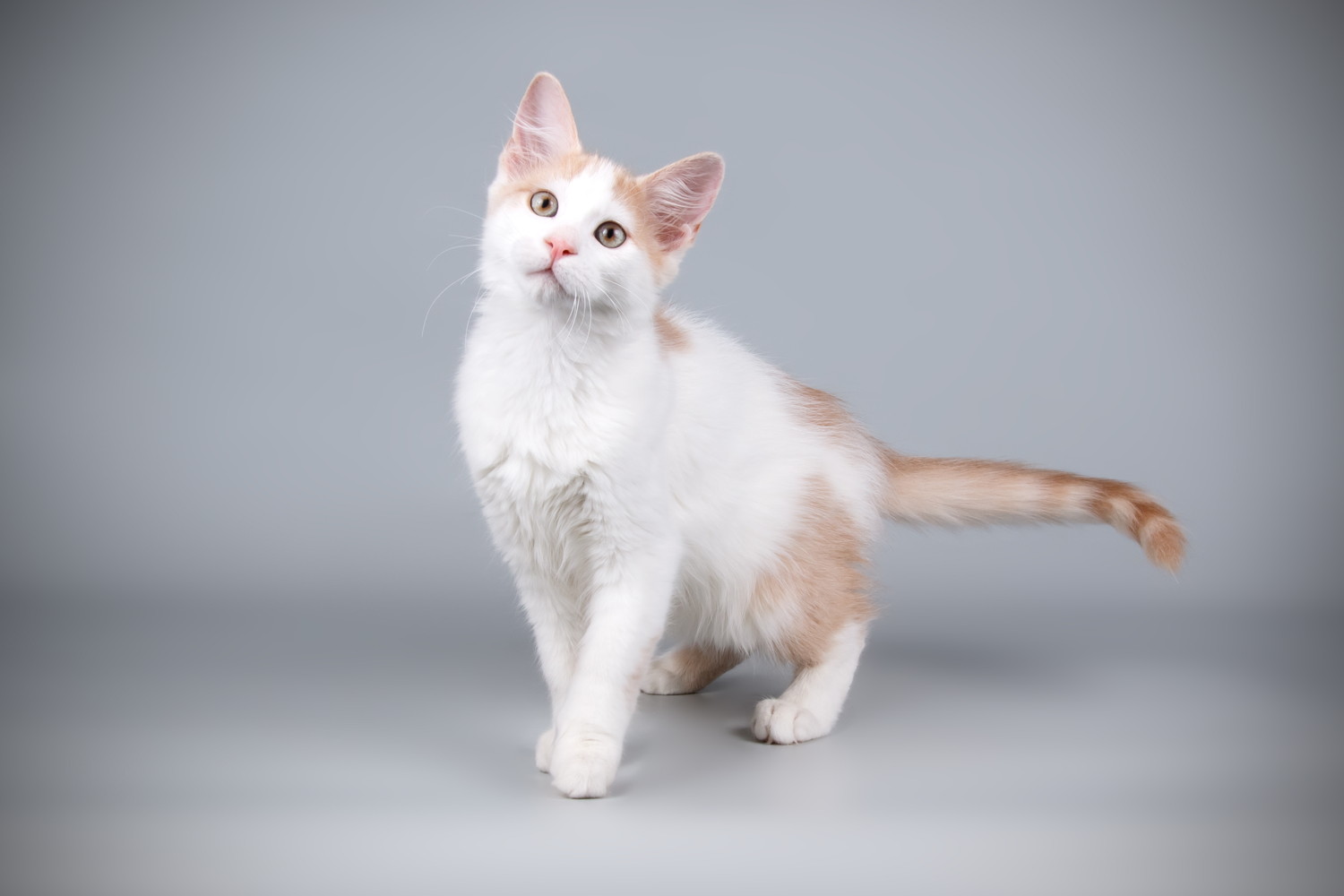 前方に歩き出そうとしているキプロスアフロディーテの子猫