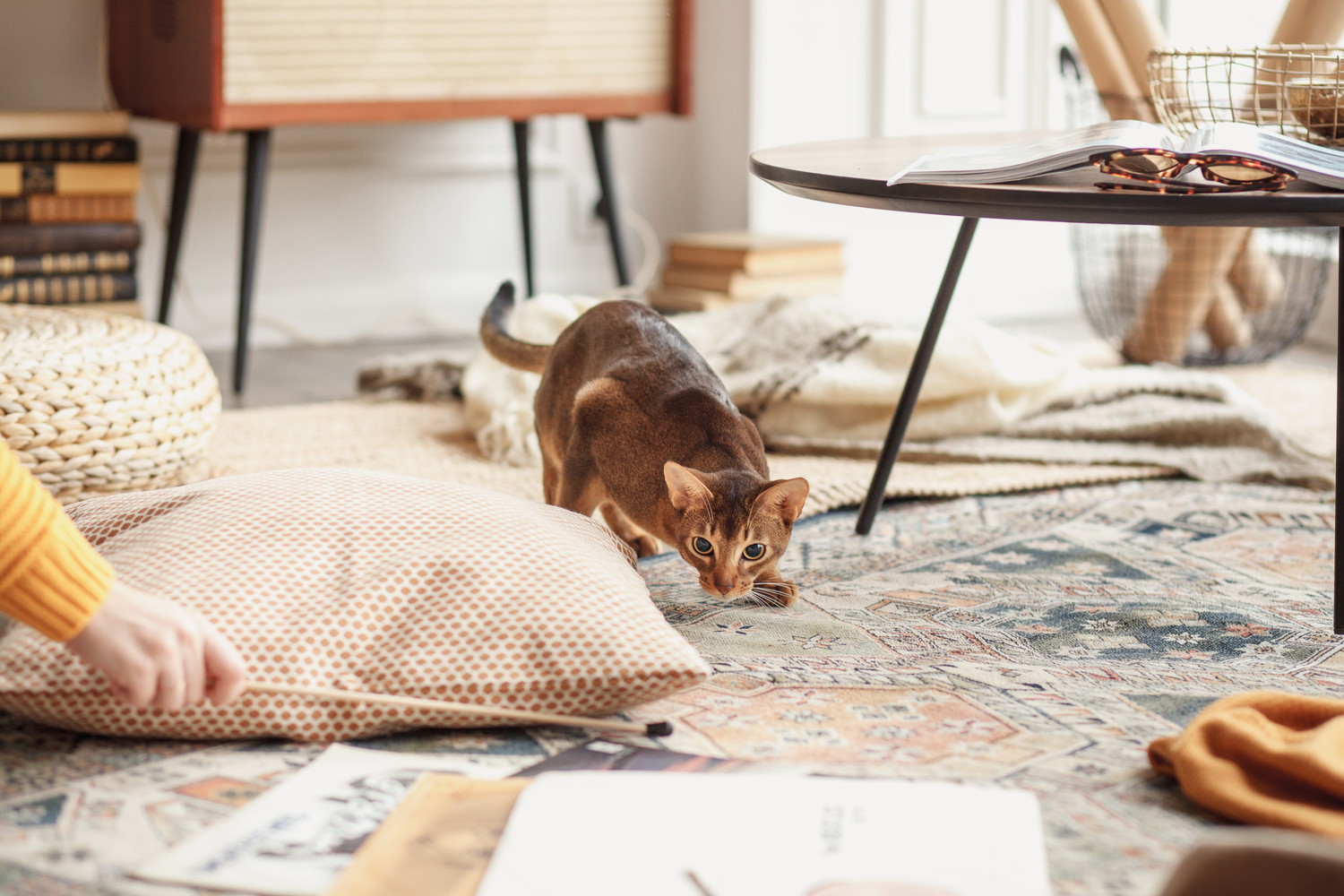 飼い主におもちゃで遊んでもらっているアビシニアン
