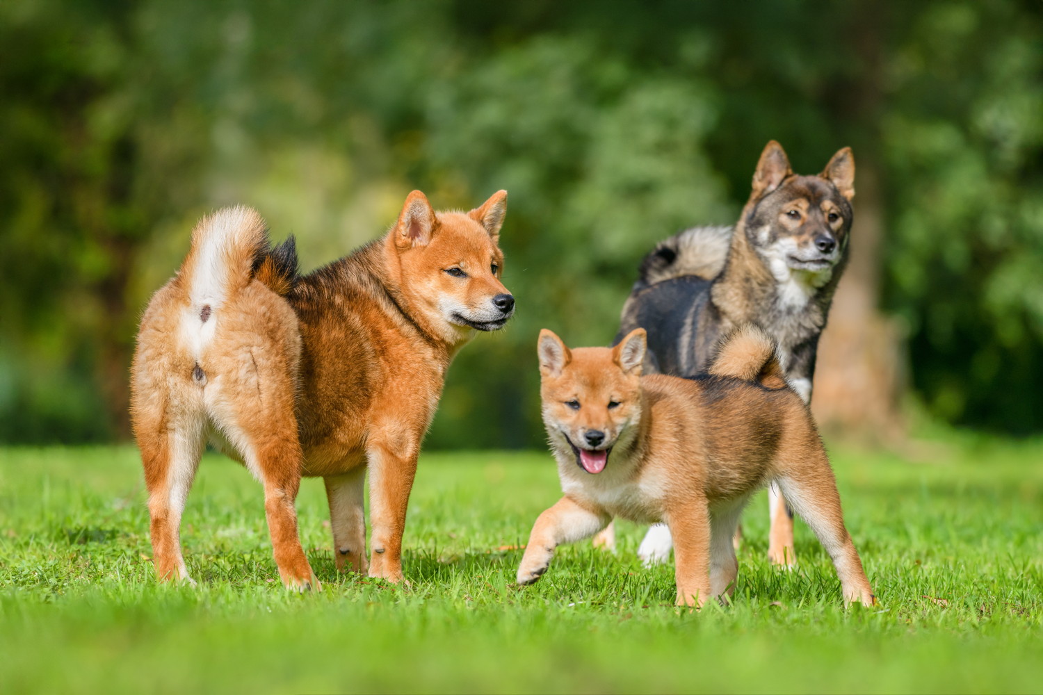 芝生の上に集まった成犬と子犬の柴犬