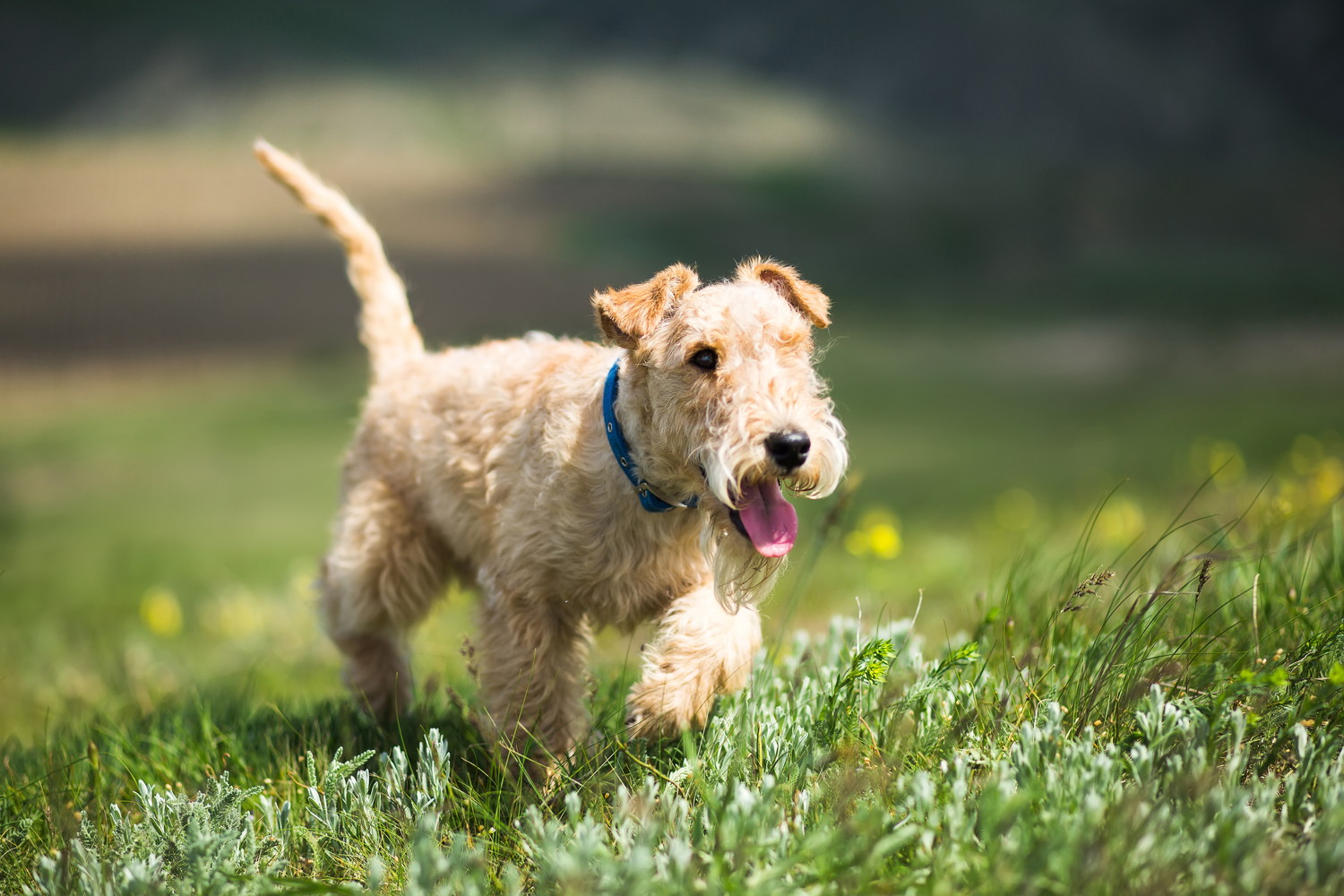 原っぱを駆けるレークランド・テリアの子犬